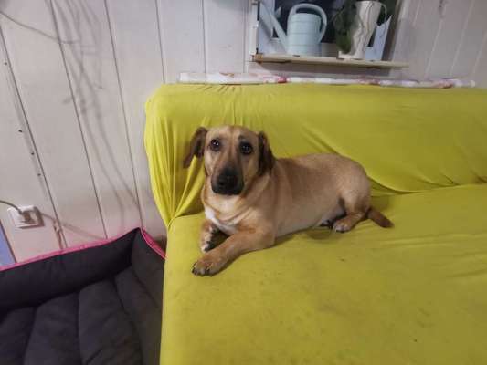 Labradorfans-Beitrag-Bild