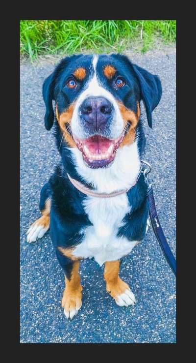 Schweizer Sennenhunde-Beitrag-Bild