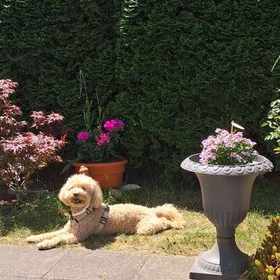 Hundetreffen-Kleine Hunde