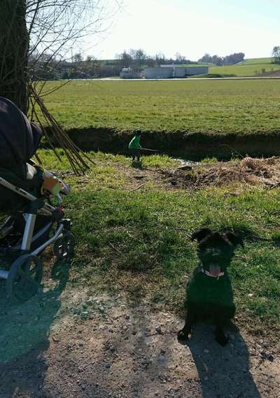 Hundetreffen-Gassirunden-Bild