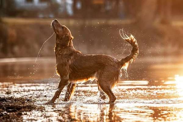 Tierfotografen-WOELFINGER-FOTOS-Bild