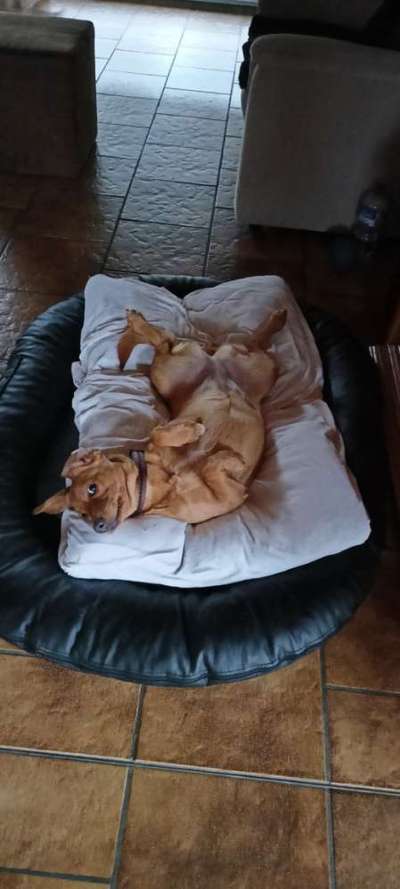 Dogorama Photo Challenge - Zeigt her eure Bäuche-Beitrag-Bild