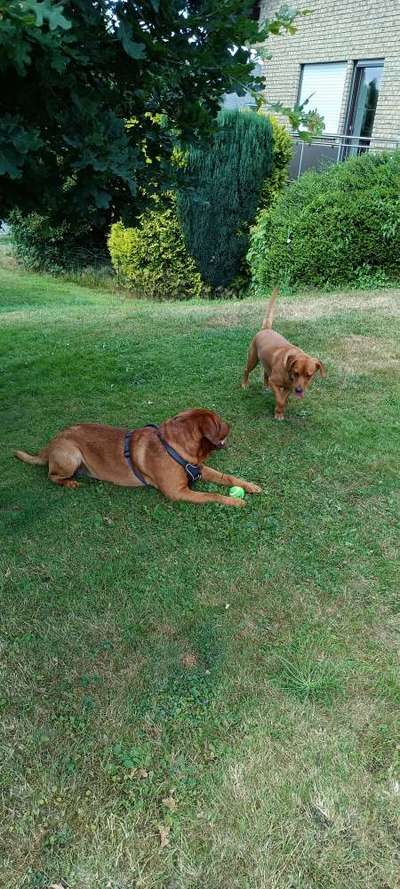 Fotowettbewerb : Hundekommunikation-Beitrag-Bild