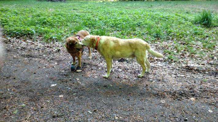 Unsere Fellnasen im Regenbogenland-Beitrag-Bild