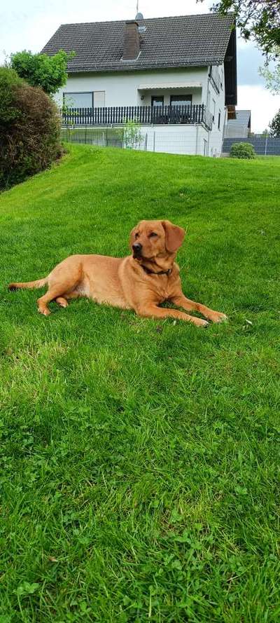 Mischlinge raten - Rätselspaß-Beitrag-Bild