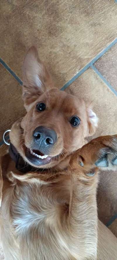 Zeige den lustigsten Blick deines Hundes-Beitrag-Bild