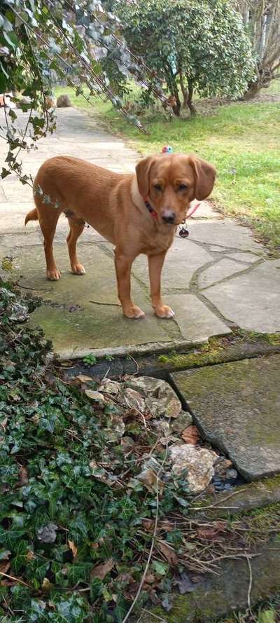 Labradorfans-Beitrag-Bild