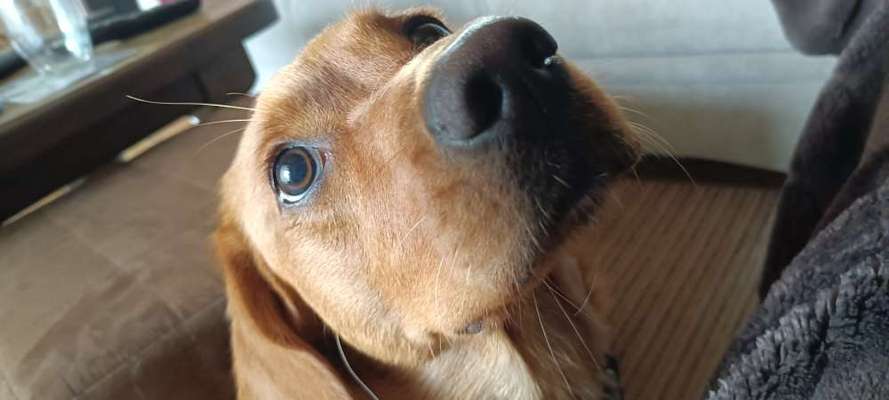 Dogorama Photo Challenge- Aufmerksamkeit bitte!-Beitrag-Bild