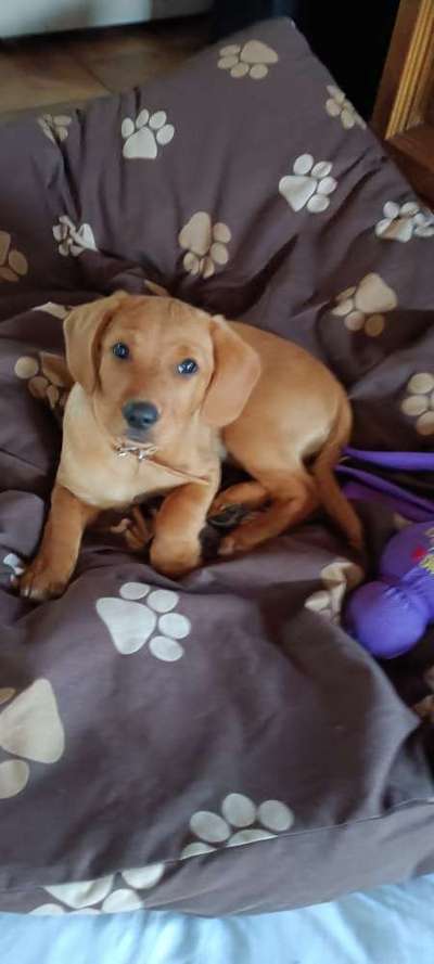 Welpen Bilder !-Beitrag-Bild