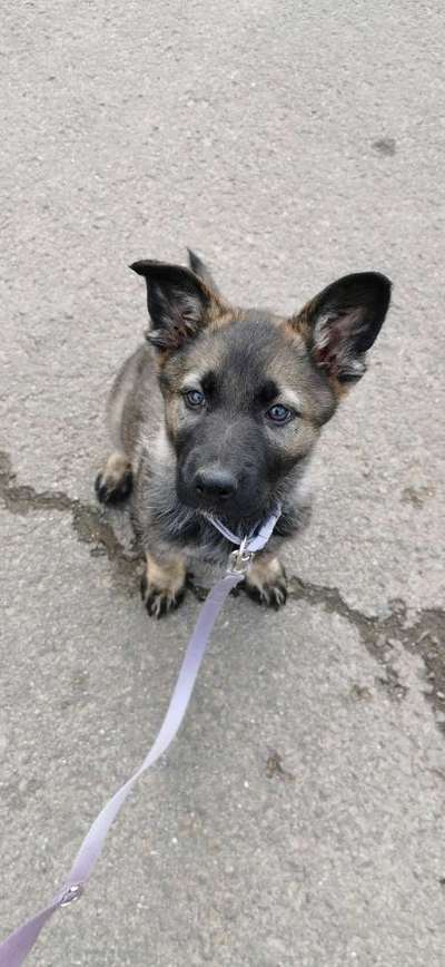 Als Welpen sind sie alle noch süßer-Beitrag-Bild