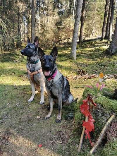 Alles rund um den Schäferhund, diskutieren erwünscht.-Beitrag-Bild