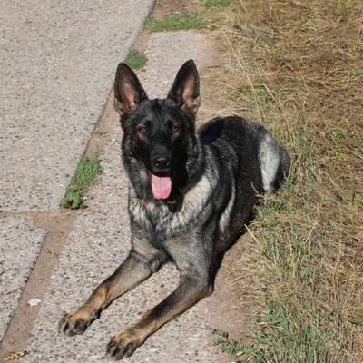 IGP- Fährten, Unterordnung, Schutzdienst-Beitrag-Bild