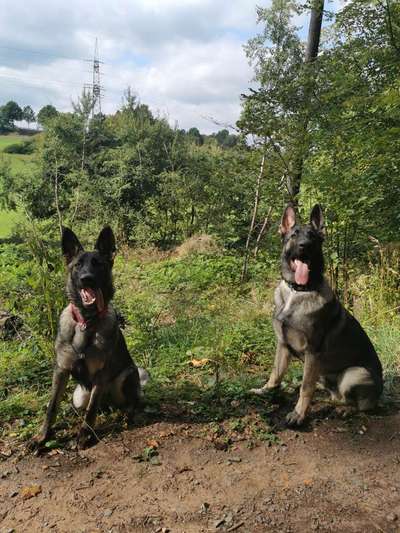 Alles rund um den Schäferhund, diskutieren erwünscht.-Beitrag-Bild