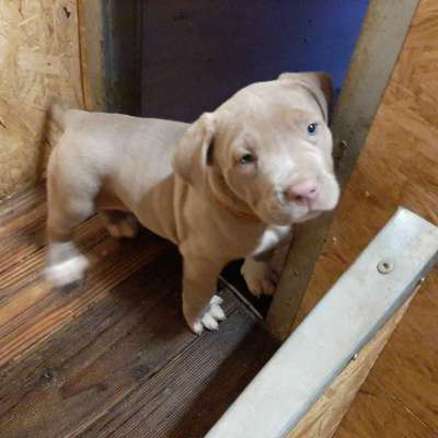 CHALLENGE NR. 19 - Der Hundeblick-Beitrag-Bild