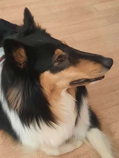 Collies gesucht-Beitrag-Bild