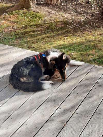 Challenge 23 : "  Euer Hund beim Frühlingserwachen "-Beitrag-Bild