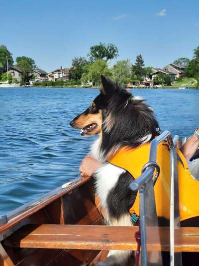 Collies gesucht-Beitrag-Bild