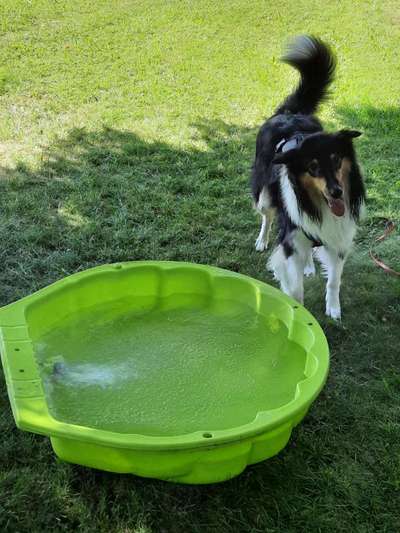 Collies gesucht-Beitrag-Bild