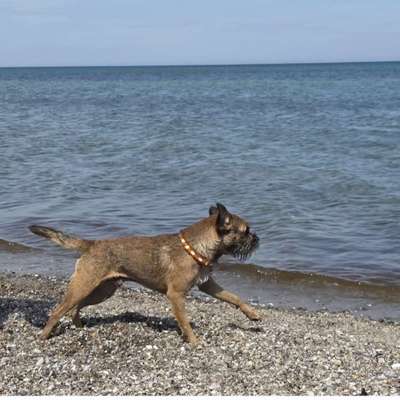 Hundetreffen-Spielen/Agility-Bild
