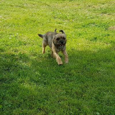 Hundetreffen-Spielkameraden für Billy-Bild