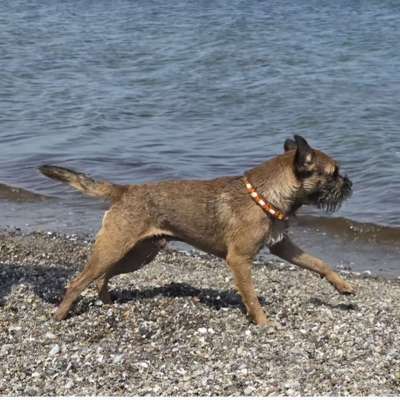 Hundetreffen-Spielen/Agility-Bild