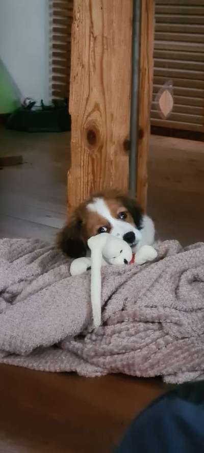 Kooikerhondje-Beitrag-Bild