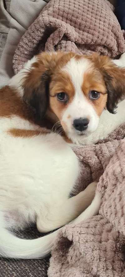 Welpenfotos-Beitrag-Bild