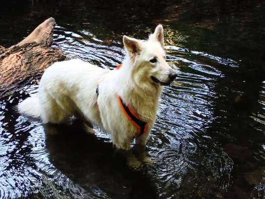 Dogorama-Monats-Challenge-Mai "Wasser"-Beitrag-Bild