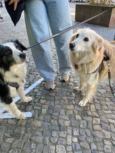 Hundetreffen-Trainingsrunde: Hundebegegnung & Leinenführigkeit-Bild