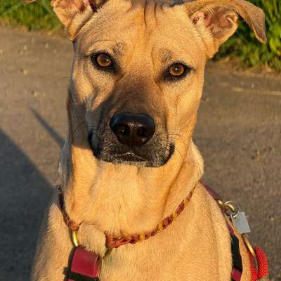 Hundetreffen-Sozialwalk-Bild