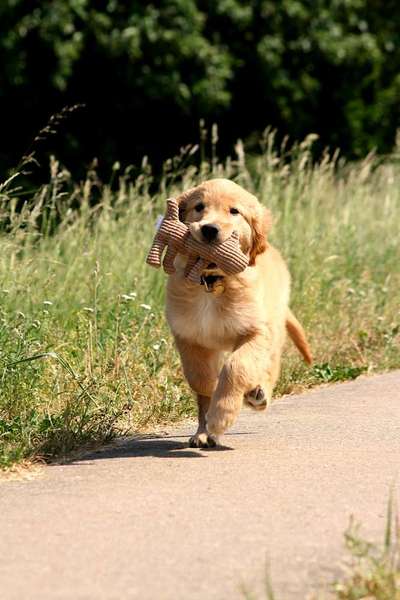 Welpen Bilder !-Beitrag-Bild