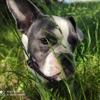 Hundetreffen-Neu in Altrip suche Gassi oder Spielrunde-Bild