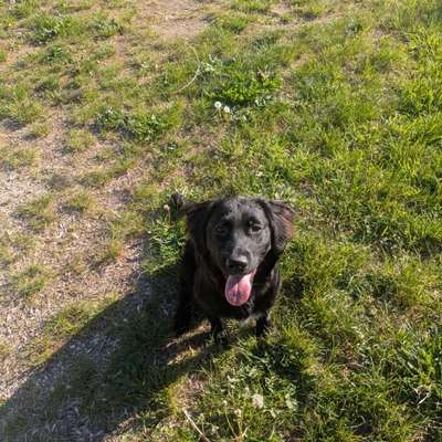 Hundetreffen-Treffen zum spielen-Bild