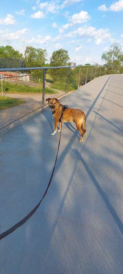 Auslandstierschutz-Beitrag-Bild