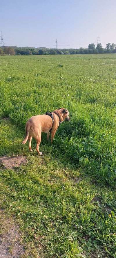 Auslandstierschutz-Beitrag-Bild