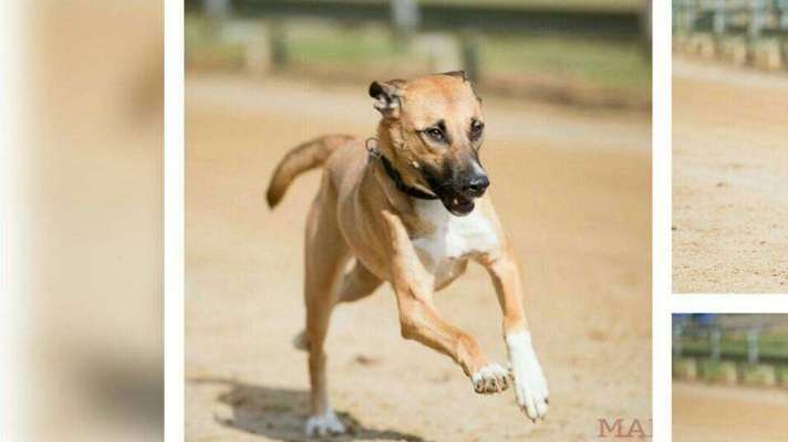 Auslandstierschutz-Beitrag-Bild