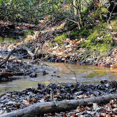 Hundetreffen-Mantrailing Oberhausen Sterkrader Wald-Bild