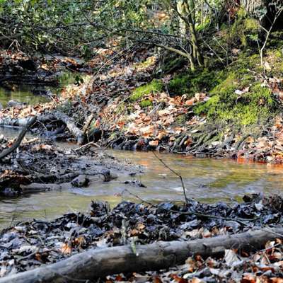 Hundetreffen-Mantrailing Oberhausen Sterkrader Wald-Bild