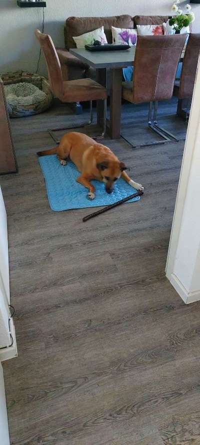 Auslandstierschutz-Beitrag-Bild