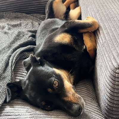 Hundetreffen-Angsthündin sucht Sozialkontakt-Bild