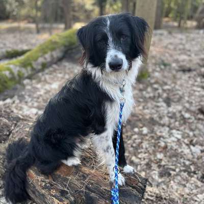 Hundetreffen-Hundebegegnungen-Bild