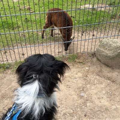 Hundetreffen-Schwarze Berge-Bild