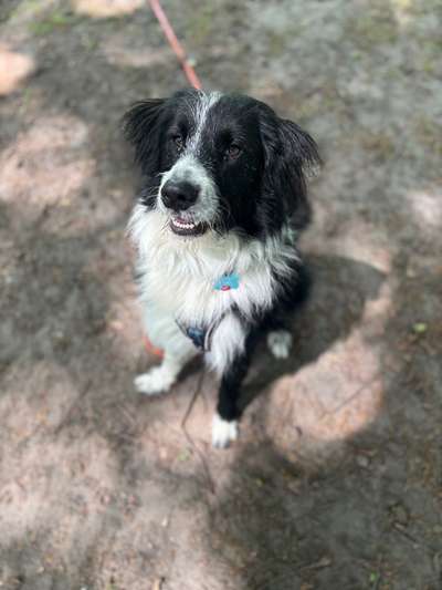 Hundetreffen-Social Walks/Spielen/Trainig-Bild