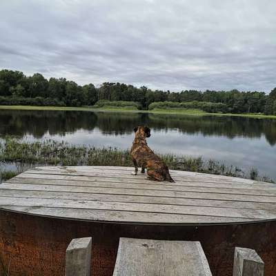 Dein Hund im Dogorama-Kalender 2021-Beitrag-Bild
