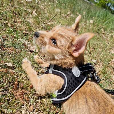Hundetreffen-Welpe Iva sucht Artgenossen-Bild
