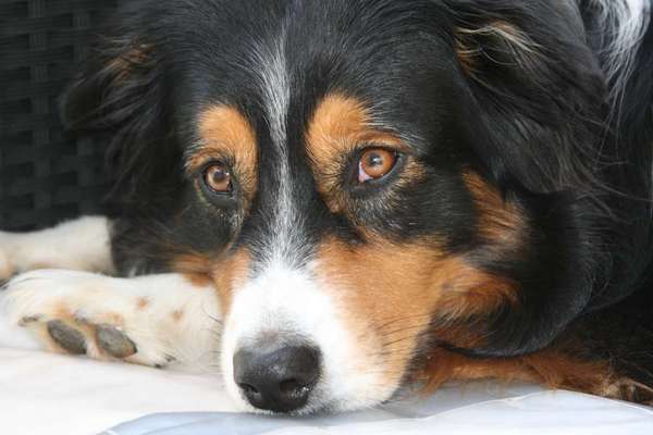 Fotochallange Nr. 57     PORTRÄT.   Beendet!!!!!!!!-Beitrag-Bild