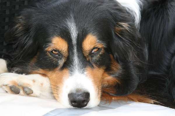 Fotochallange Nr. 57     PORTRÄT.   Beendet!!!!!!!!-Beitrag-Bild