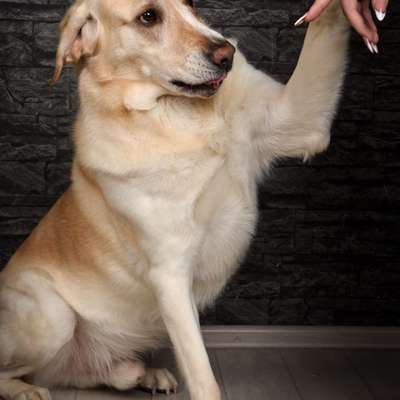 Hundetreffen-Spielfreunde für bowser gesucht-Bild