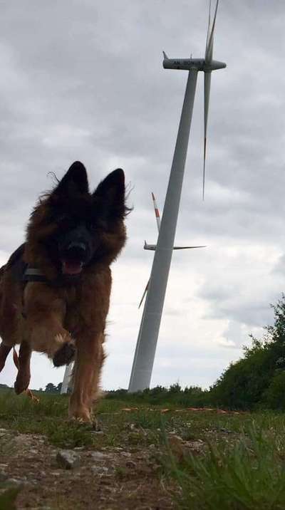 Fotochallenge 66 ~ Rennaction -Zeig deinen Hund im Lauf-Beitrag-Bild