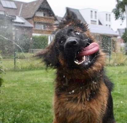 Die Dogorama Kalender Challenge 4/4-Beitrag-Bild